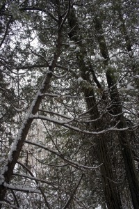 Snow-Covered Cedars