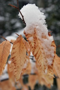Old leaves covered with snow