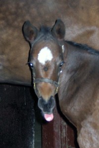Foal making a face