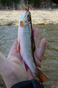 Another Brook Trout