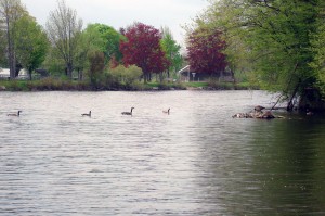 Geese at stump